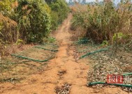 普洱一投资两千多万果园屡遭野象群破坏，林草局：协调保险公司补偿