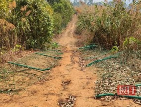 普洱一投资两千多万果园屡遭野象群破坏，林草局：协调保险公司补偿