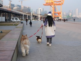 上海两会快评｜提升管理精细化水平，打造“宠物友好城市”